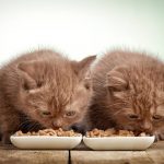 The Top Picks for Nutritious and Highly-Recommended Budget Cat Foods